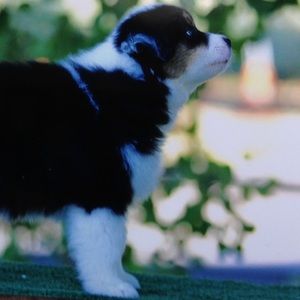 Meet your Posher, Angel